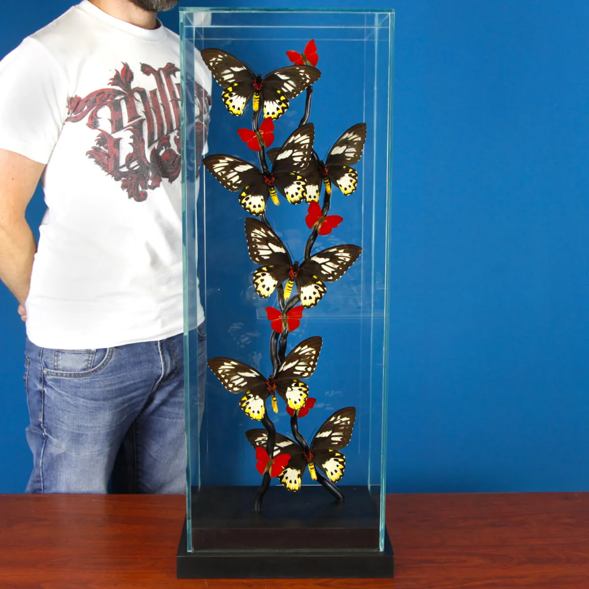 Ornithoptera Priamus e Cymothoe Sangaris Farfalle sotto Teca di Vetro