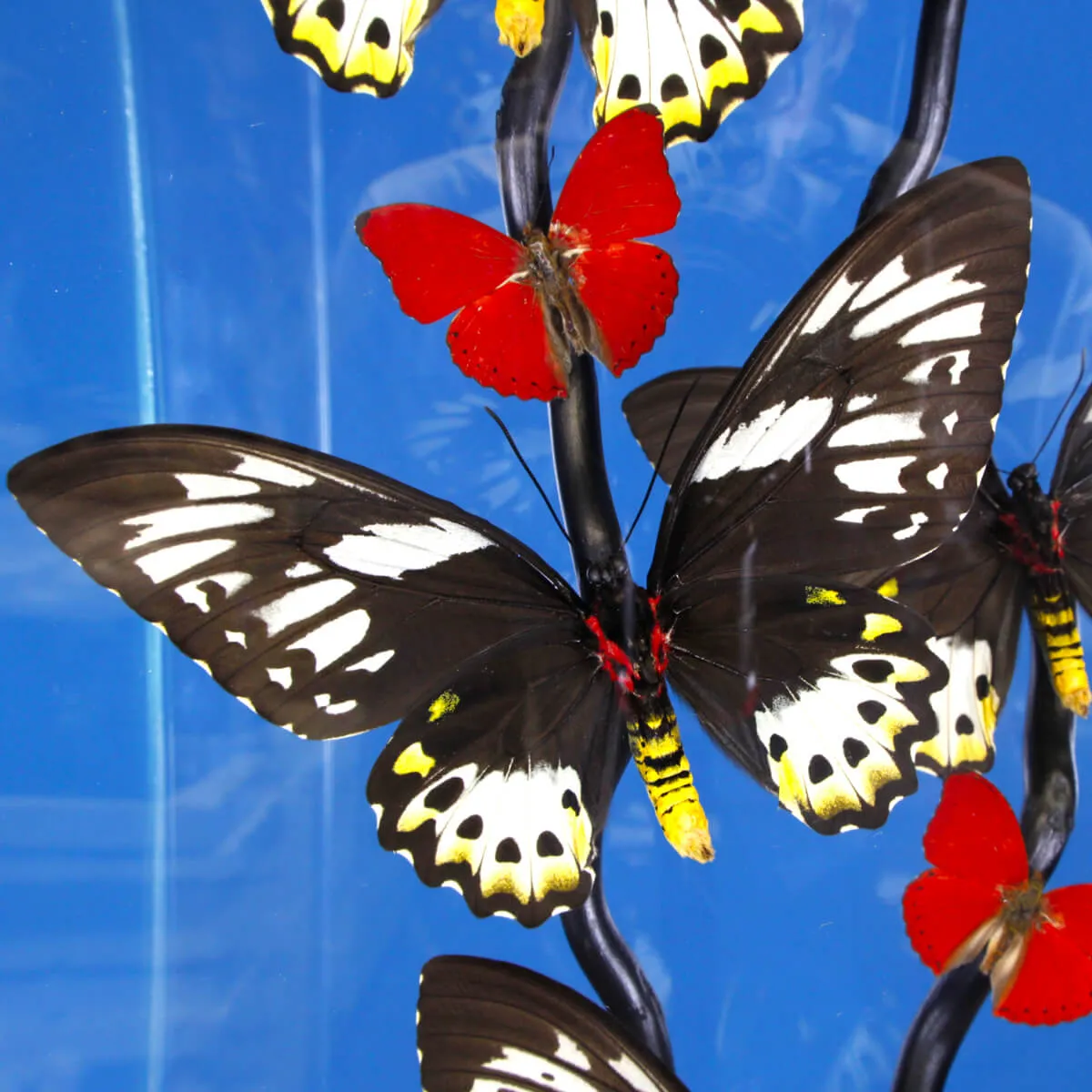Ornithoptera Priamus e Cymothoe Sangaris Farfalle sotto Teca di Vetro