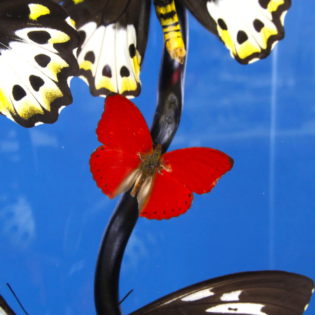 Ornithoptera Priamus e Cymothoe Sangaris Farfalle sotto Teca di Vetro