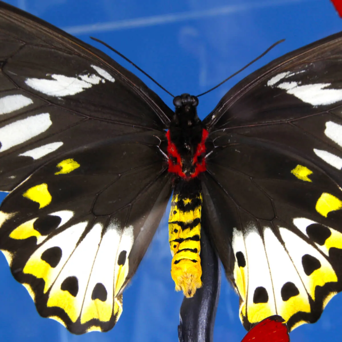 Ornithoptera Priamus e Cymothoe Sangaris Farfalle sotto Teca di Vetro