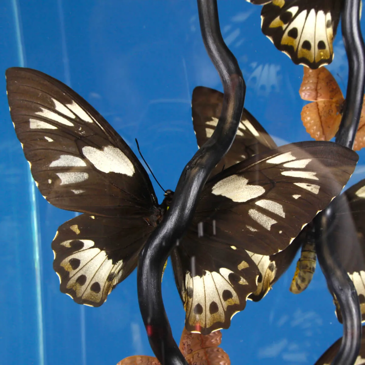 Ornithoptera Priamus e Cymothoe Sangaris Farfalle sotto Teca di Vetro