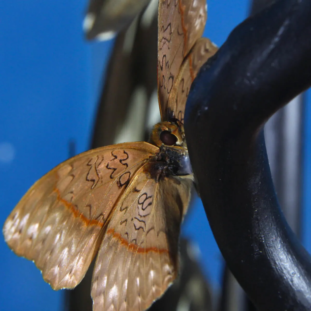 Ornithoptera Priamus e Cymothoe Sangaris Farfalle sotto Teca di Vetro