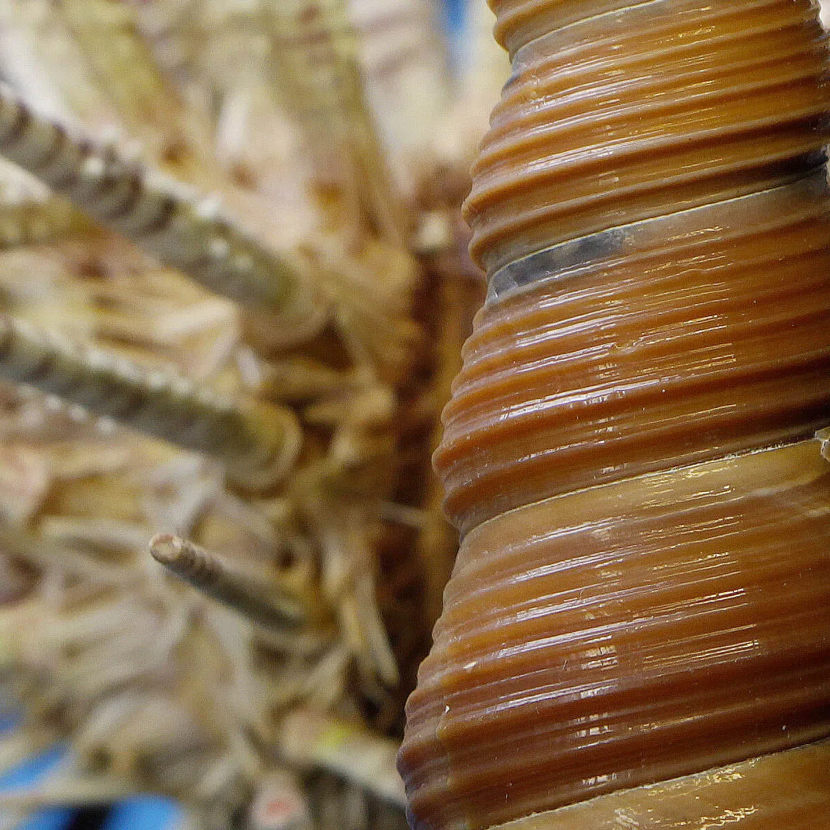 Ricci di Mare sotto Teca di Vetro
