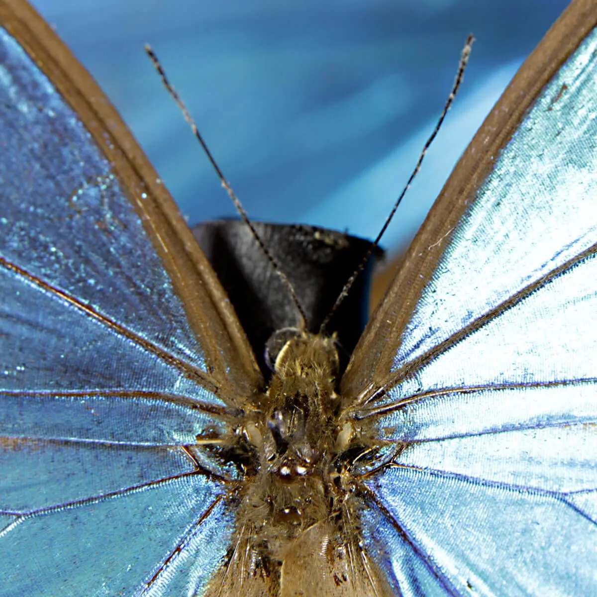 Morfo Blu Farfalle sotto Teca di Vetro