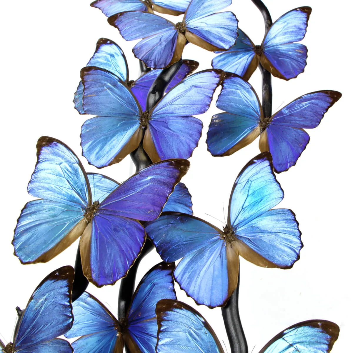Morfo Blu Farfalle sotto Teca di Vetro