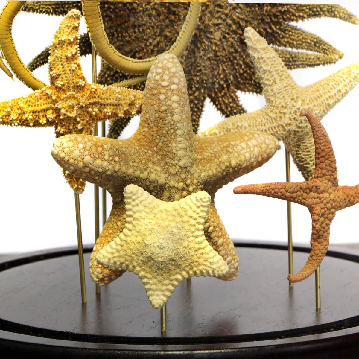 Stelle Marine sotto Campana di Vetro