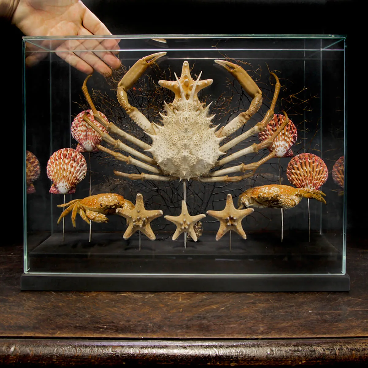 Fauna Marina sotto Teca di Vetro