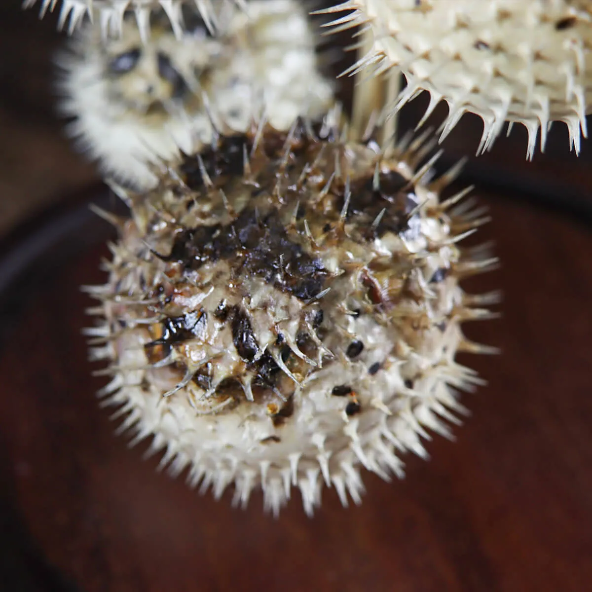 Pesce Palla sotto Teca di Vetro