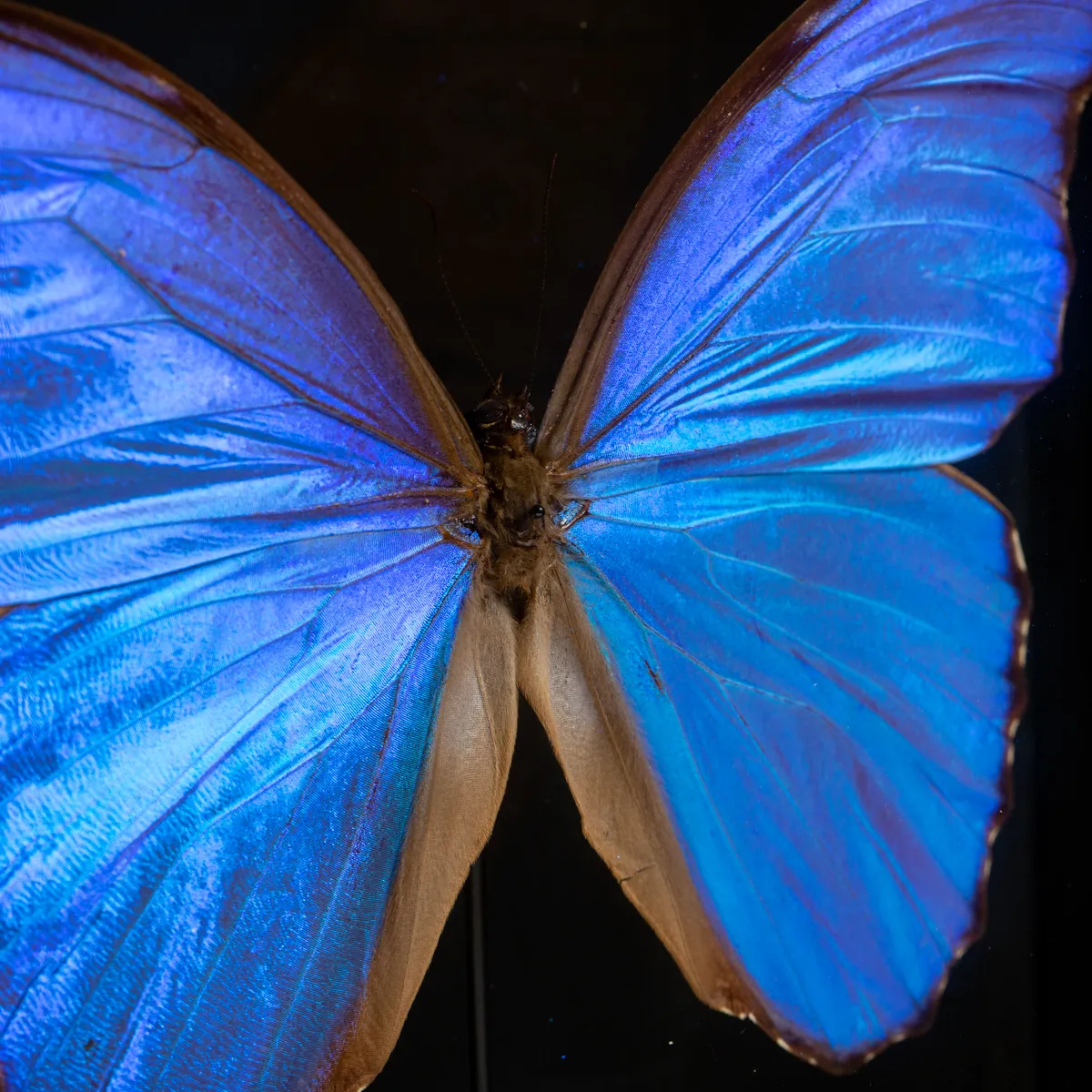 Morfo Blu Farfalla sotto Teca di Vetro