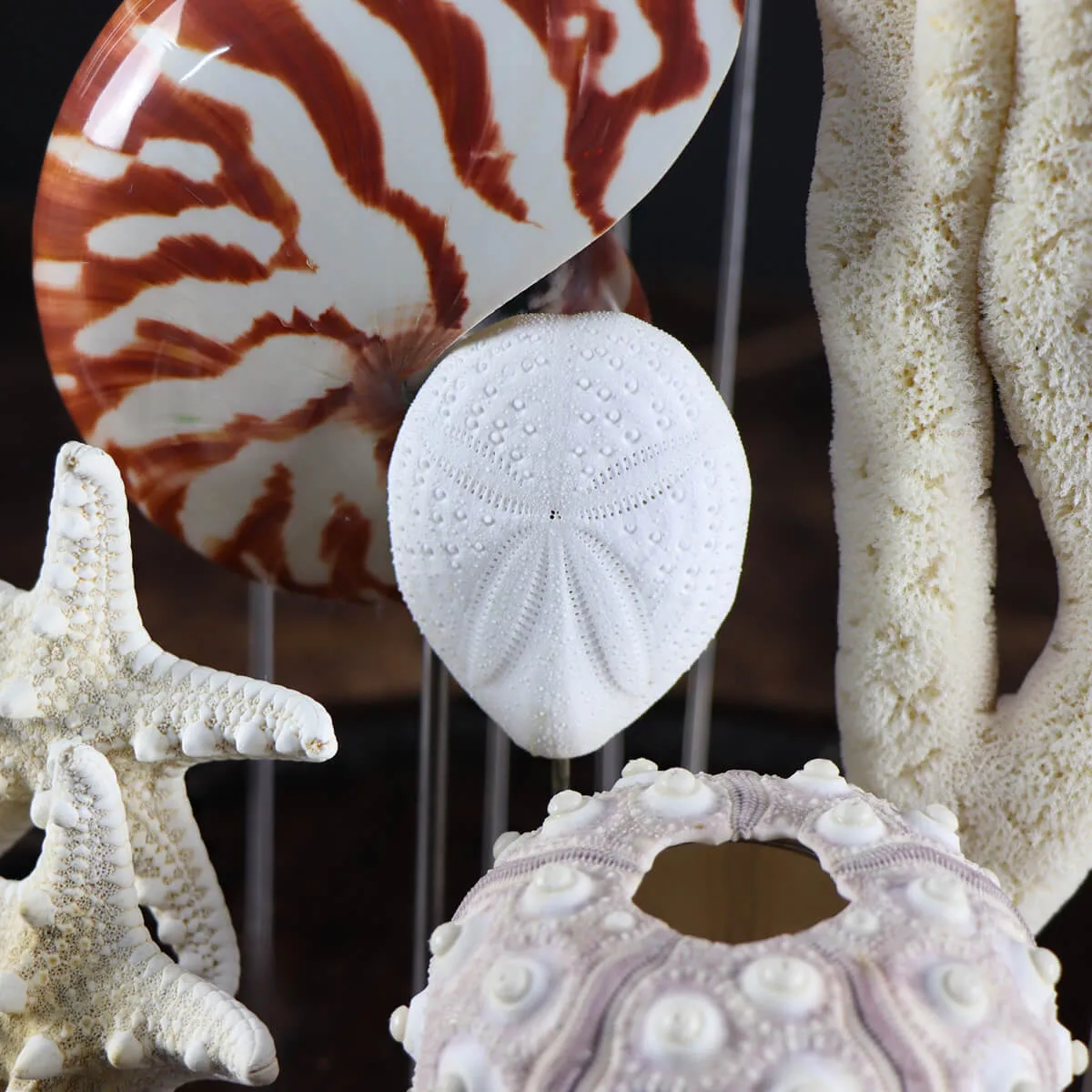 Conchiglie e Stelle Marine sotto Campana di Vetro