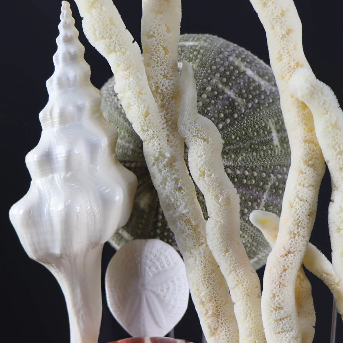 Conchiglie e Stelle Marine sotto Campana di Vetro