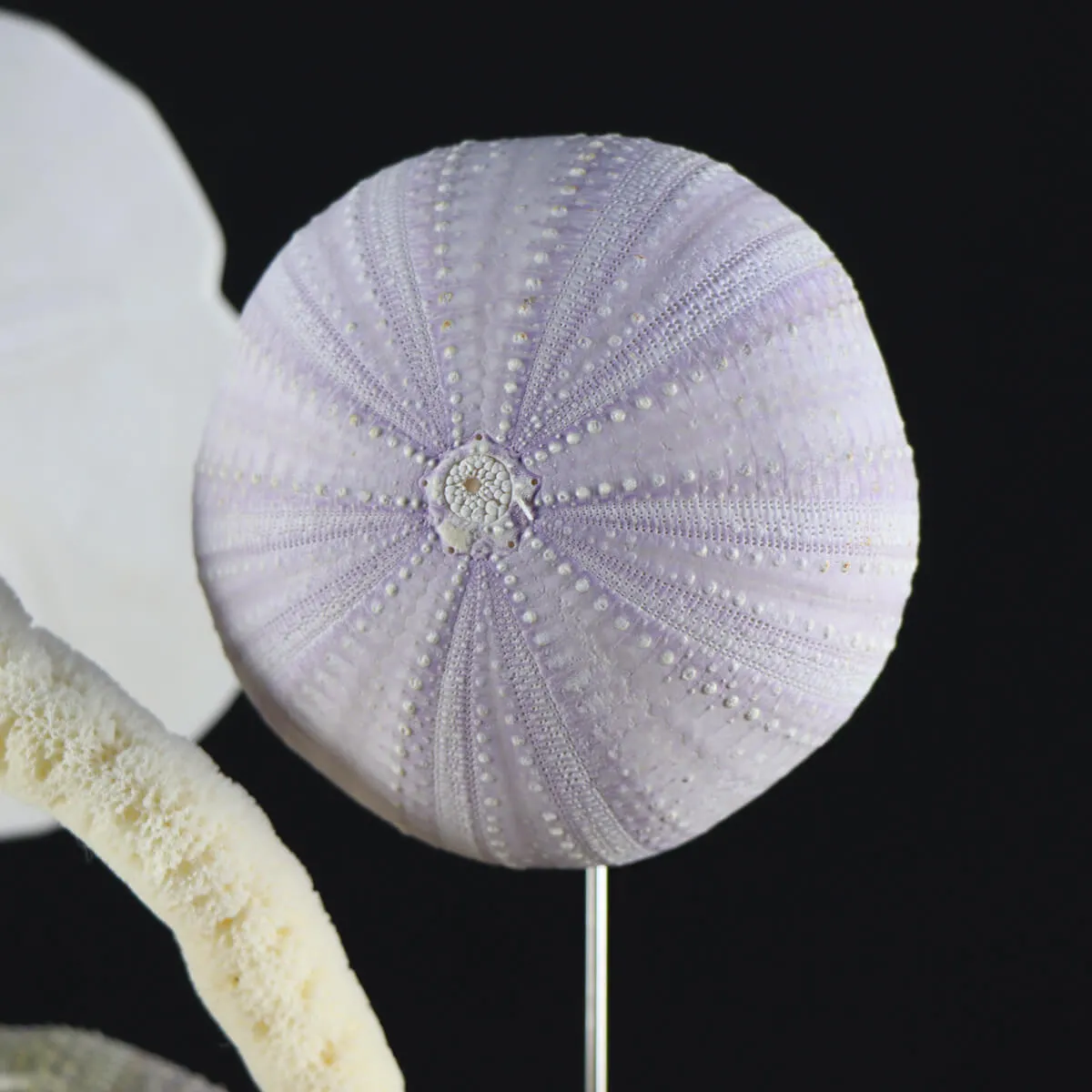 Conchiglie e Stelle Marine sotto Campana di Vetro