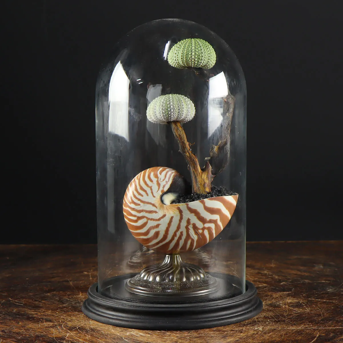 Nautilus e Ricci di mare sotto Campana di Vetro