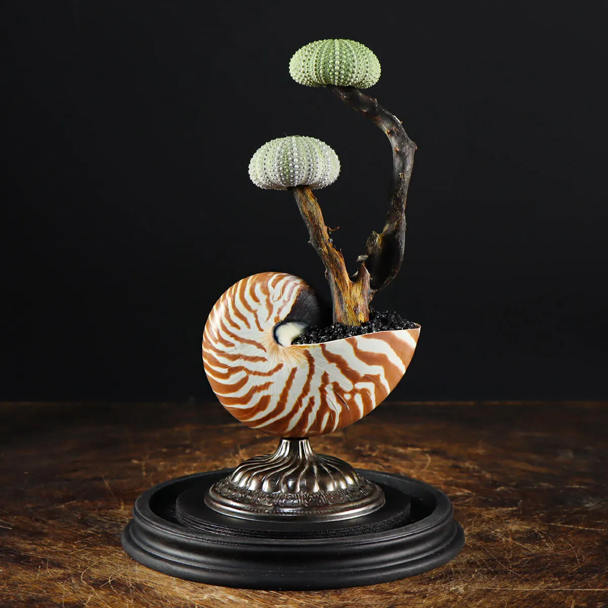 Nautilus e Ricci di mare sotto Campana di Vetro