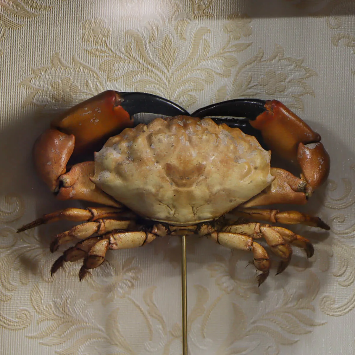Lophopanopeus bellus