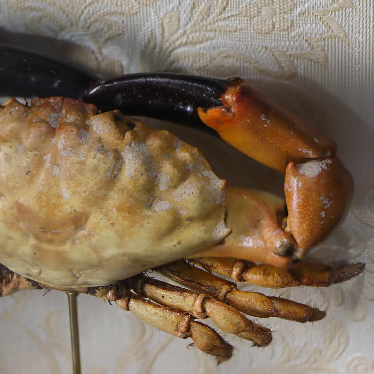 Lophopanopeus bellus