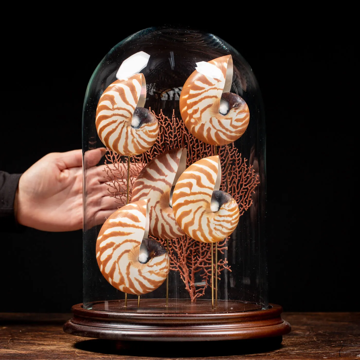 Nautilus e Gorgonia sotto Campana di Vetro