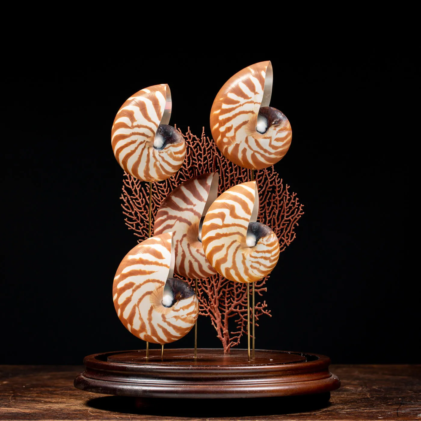 Nautilus e Gorgonia sotto Campana di Vetro