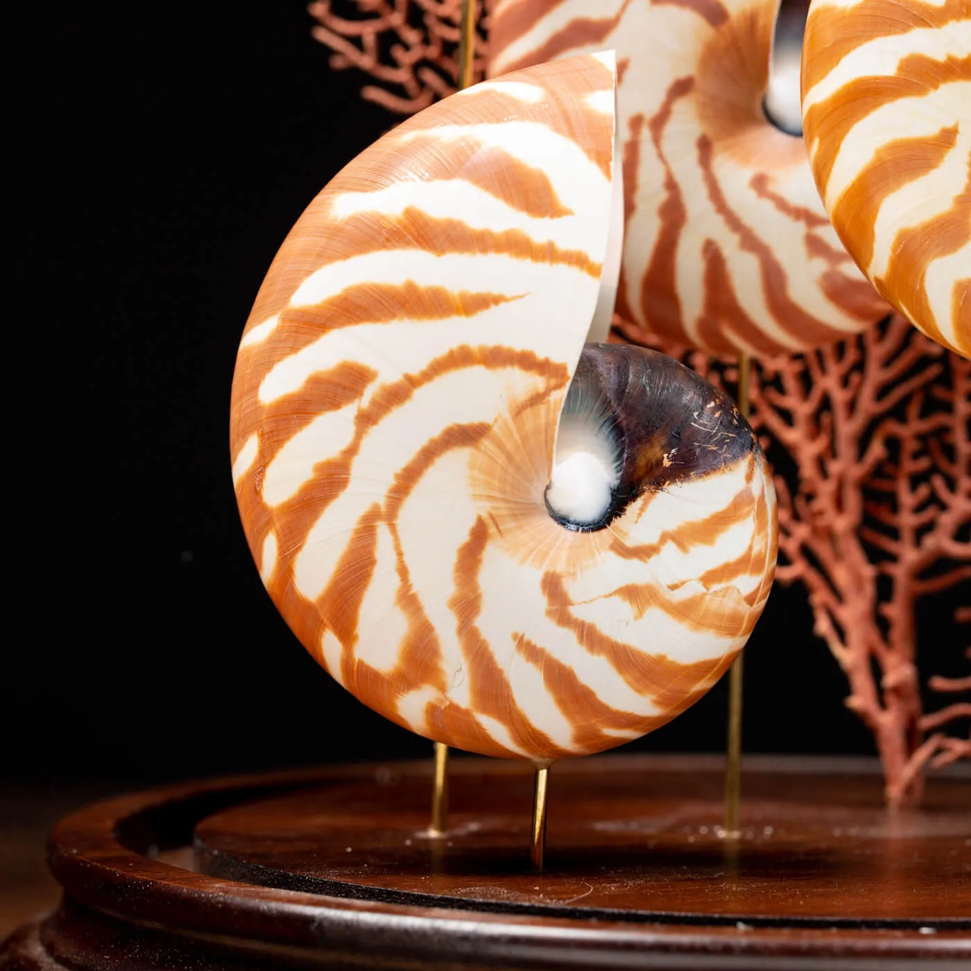 Nautilus e Gorgonia sotto Campana di Vetro