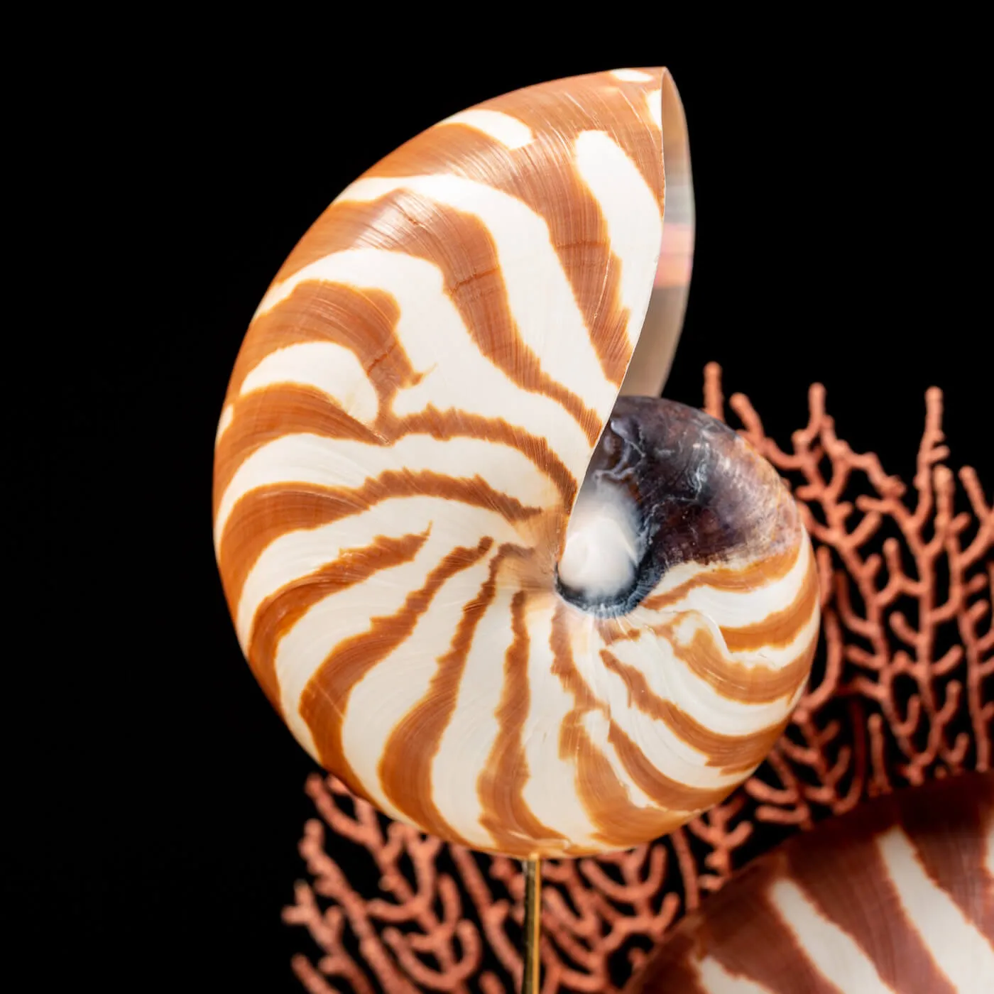 Nautilus e Gorgonia sotto Campana di Vetro
