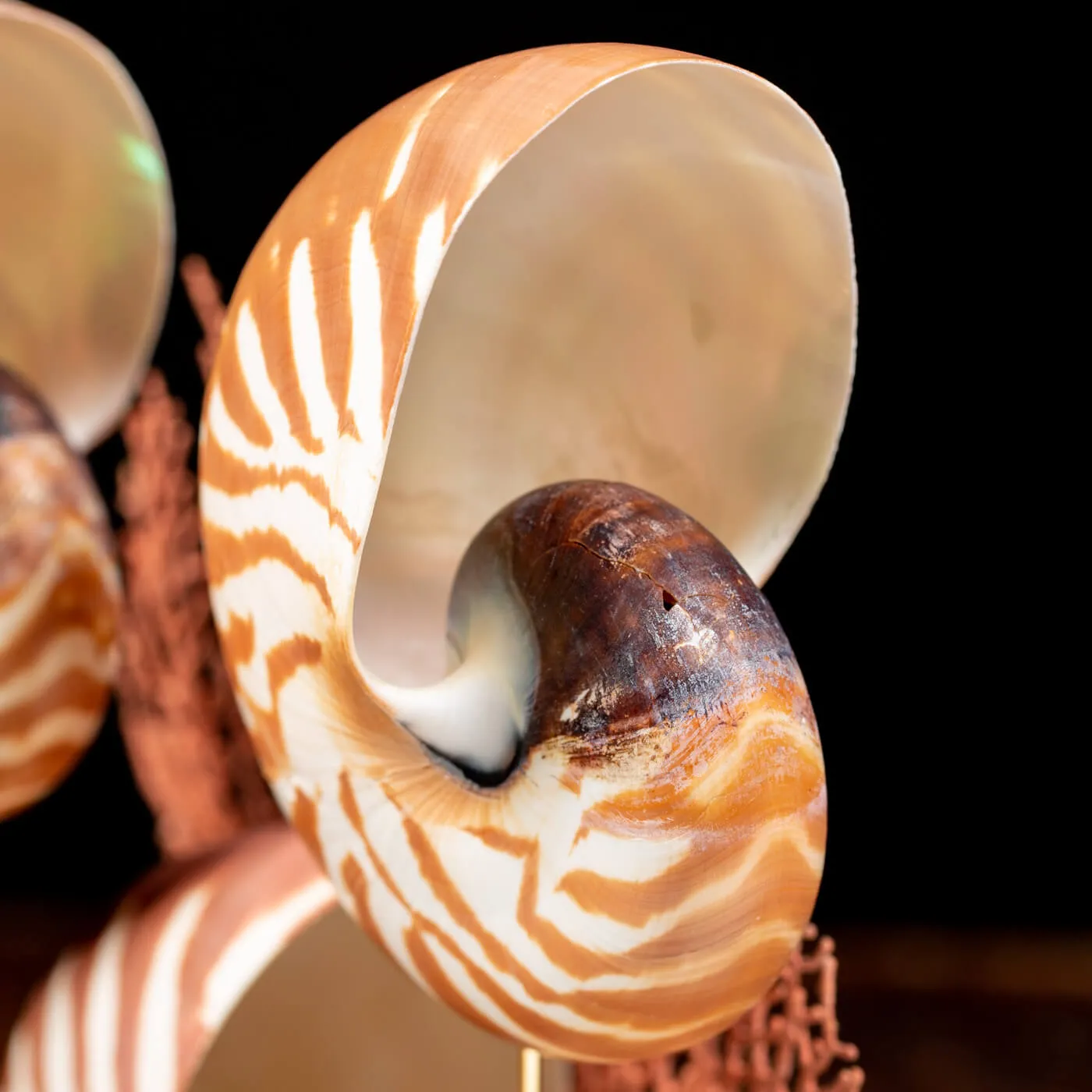 Nautilus e Gorgonia sotto Campana di Vetro