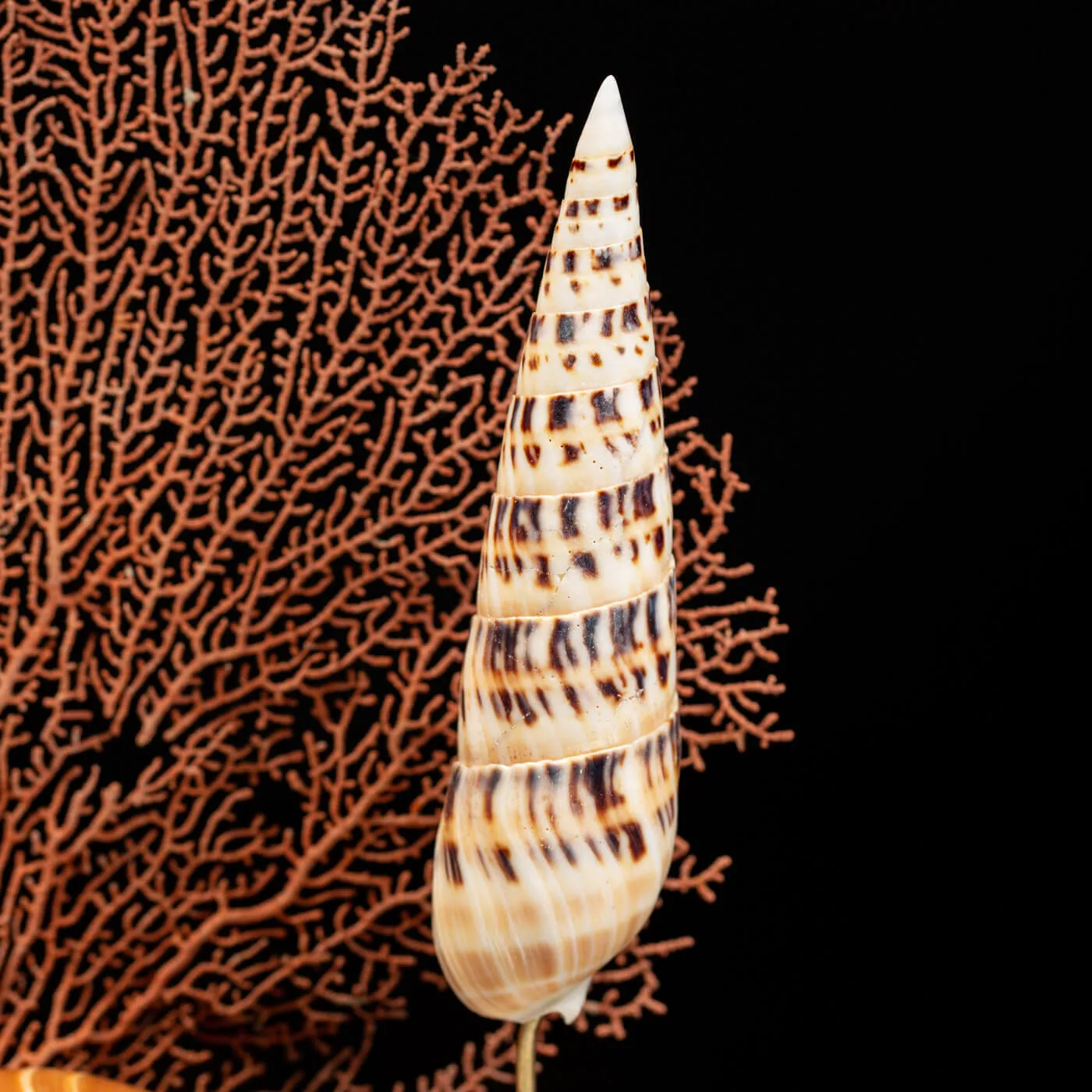 Fauna marina sotto Campana di Vetro
