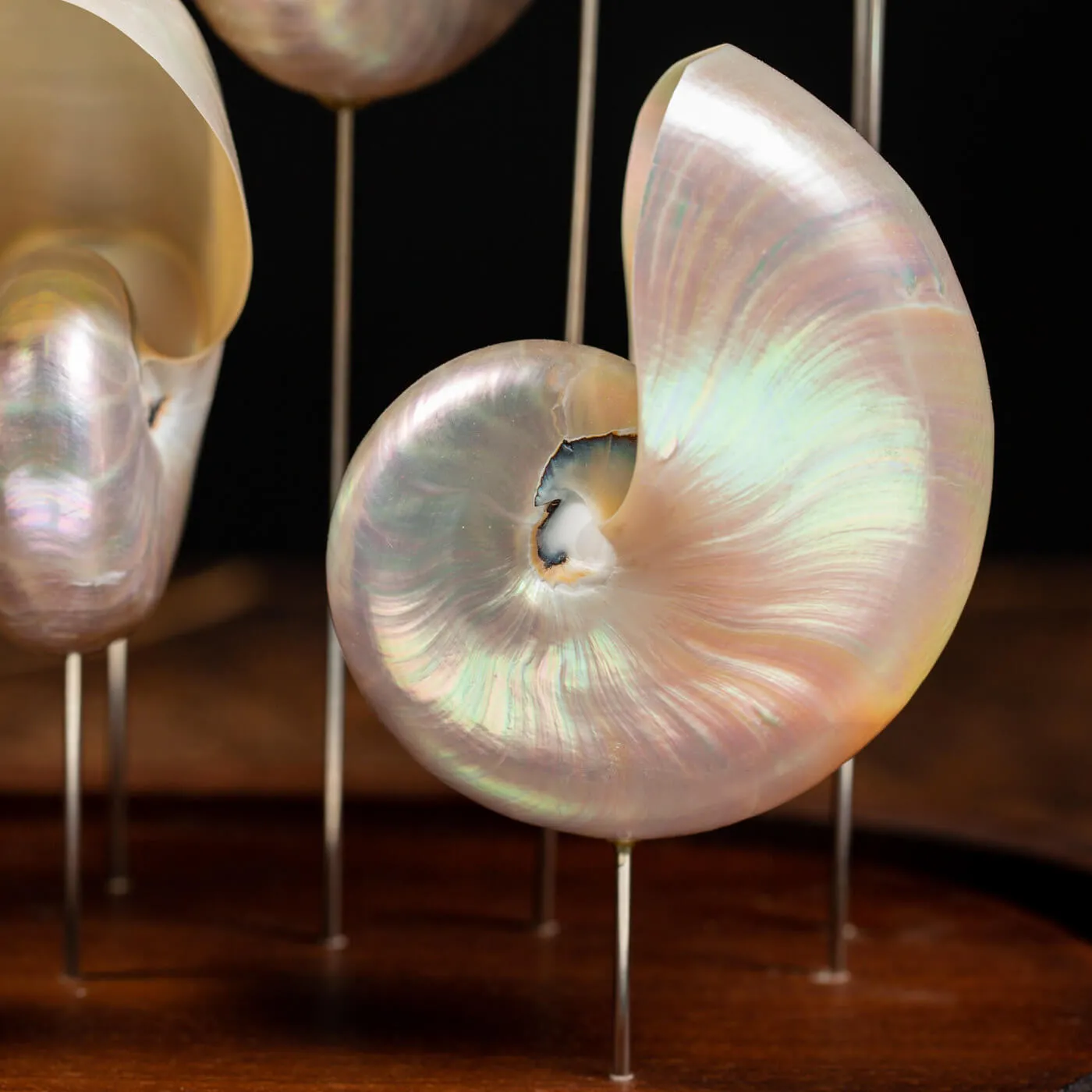 Nautilus Madreperla sotto Campana di Vetro