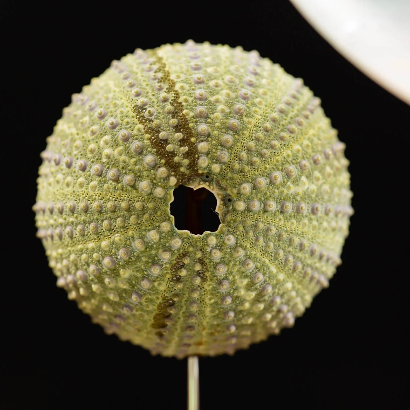 Nautilus Madreperla sotto Campana di Vetro