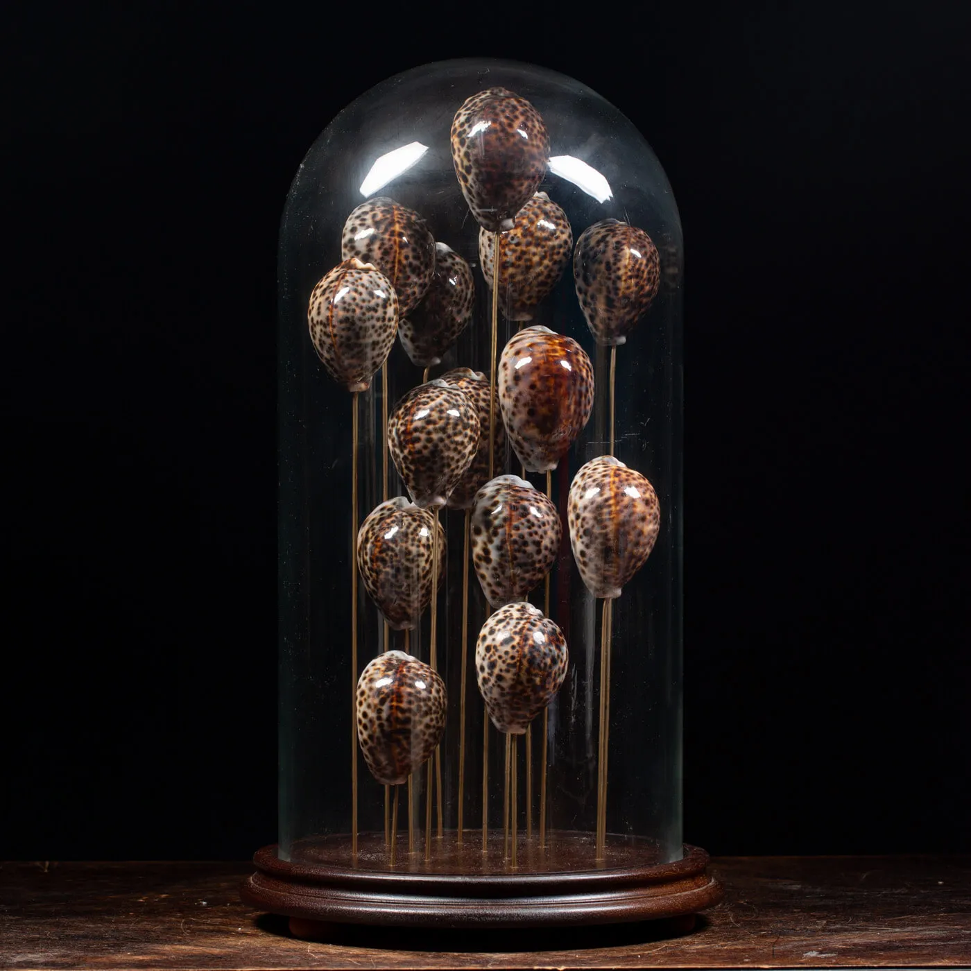 Campana vetro Cypraea Tigris