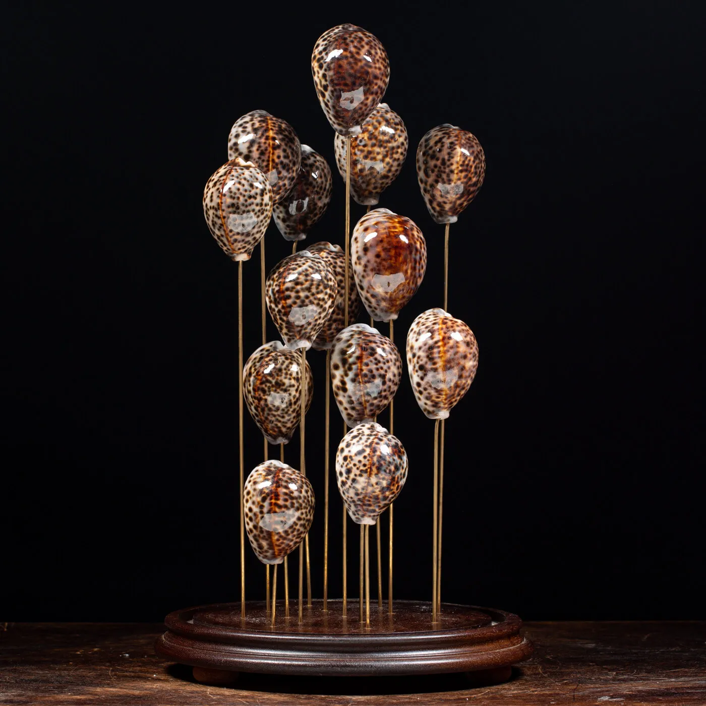 Campana vetro Cypraea Tigris