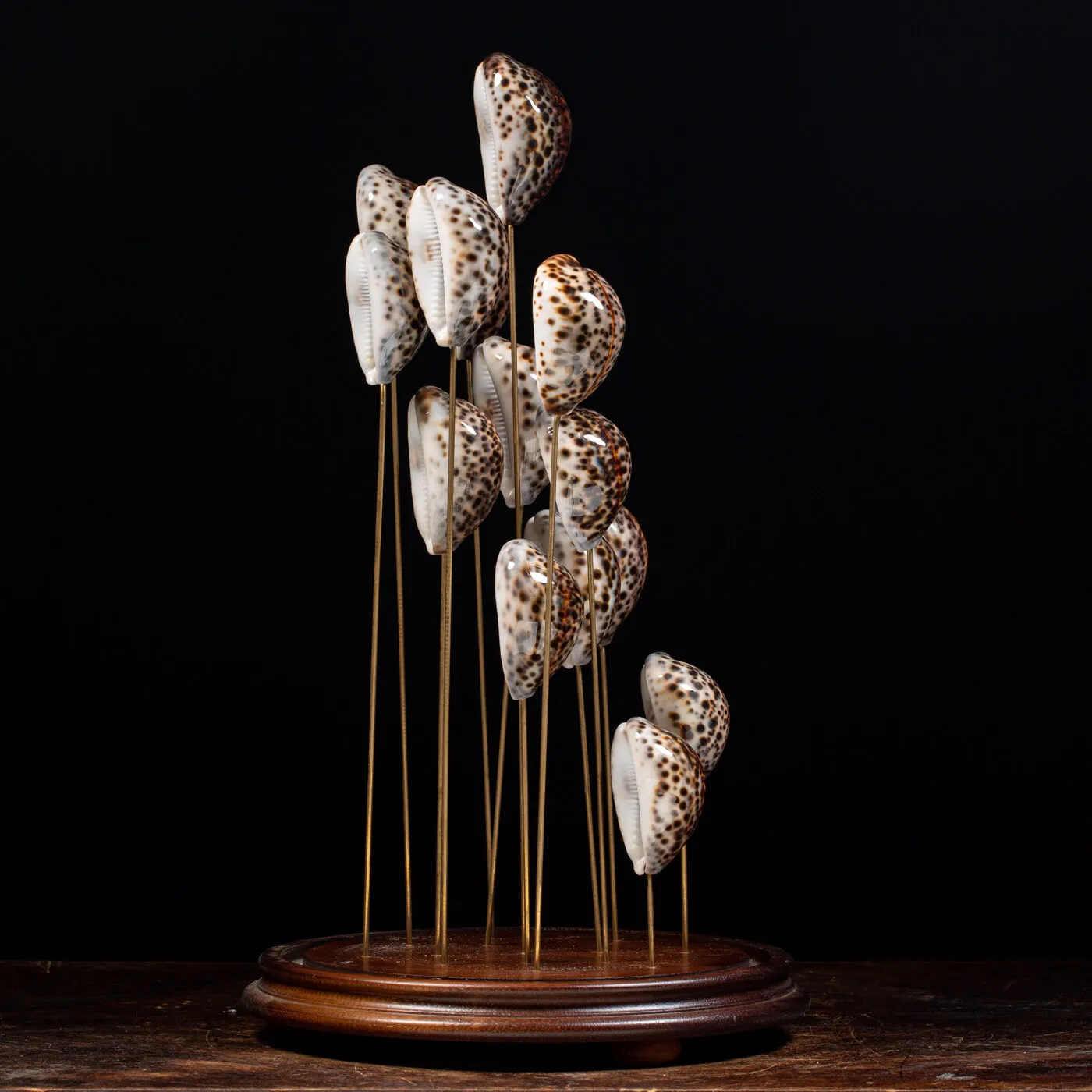 Campana vetro Cypraea Tigris