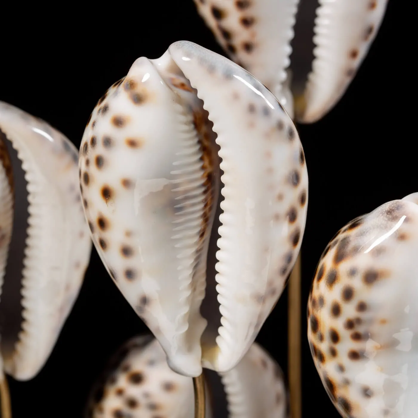 Campana vetro Cypraea Tigris