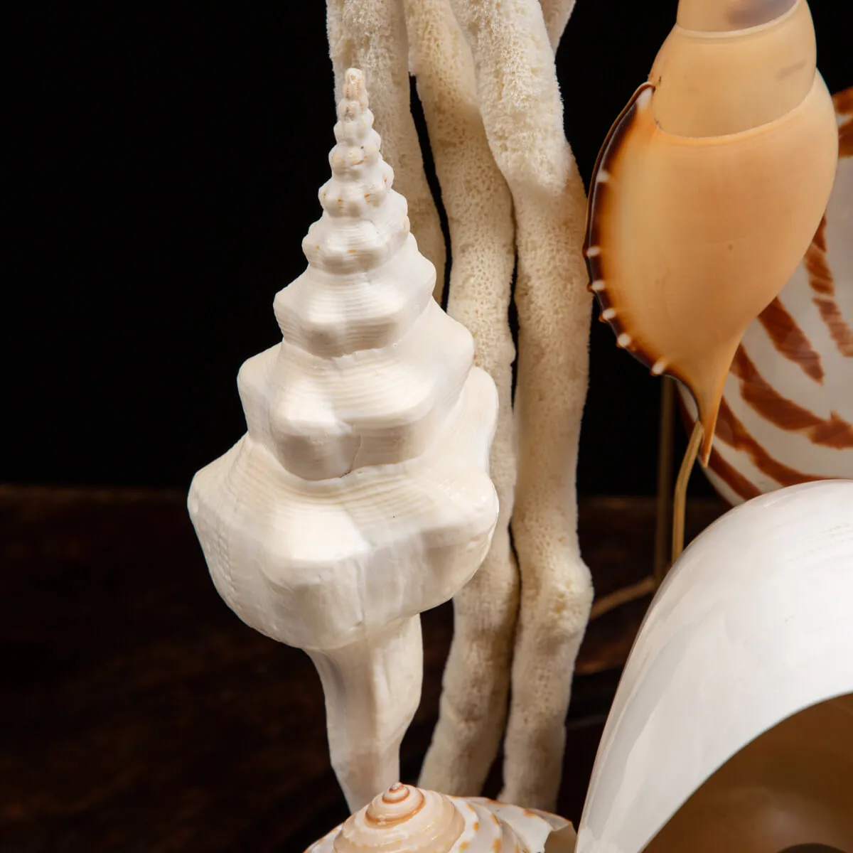 Nautilus e conchiglie da collezione sotto Campana di Vetro