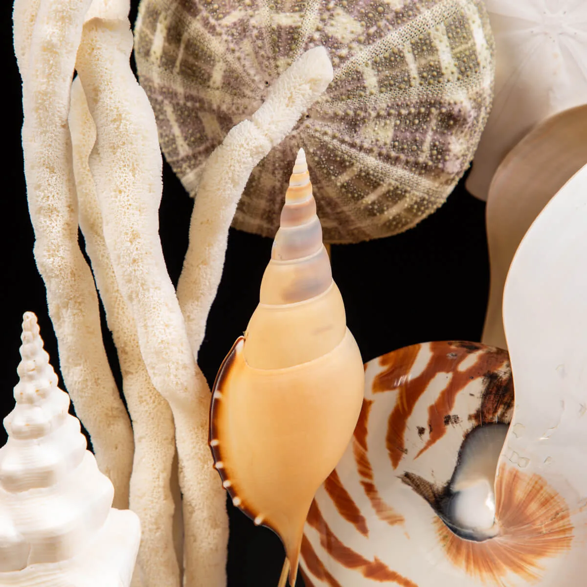 Nautilus e conchiglie da collezione sotto Campana di Vetro