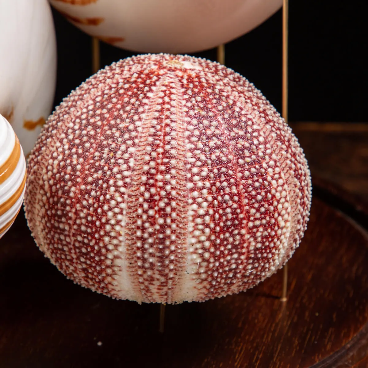 Nautilus e conchiglie da collezione sotto Campana di Vetro