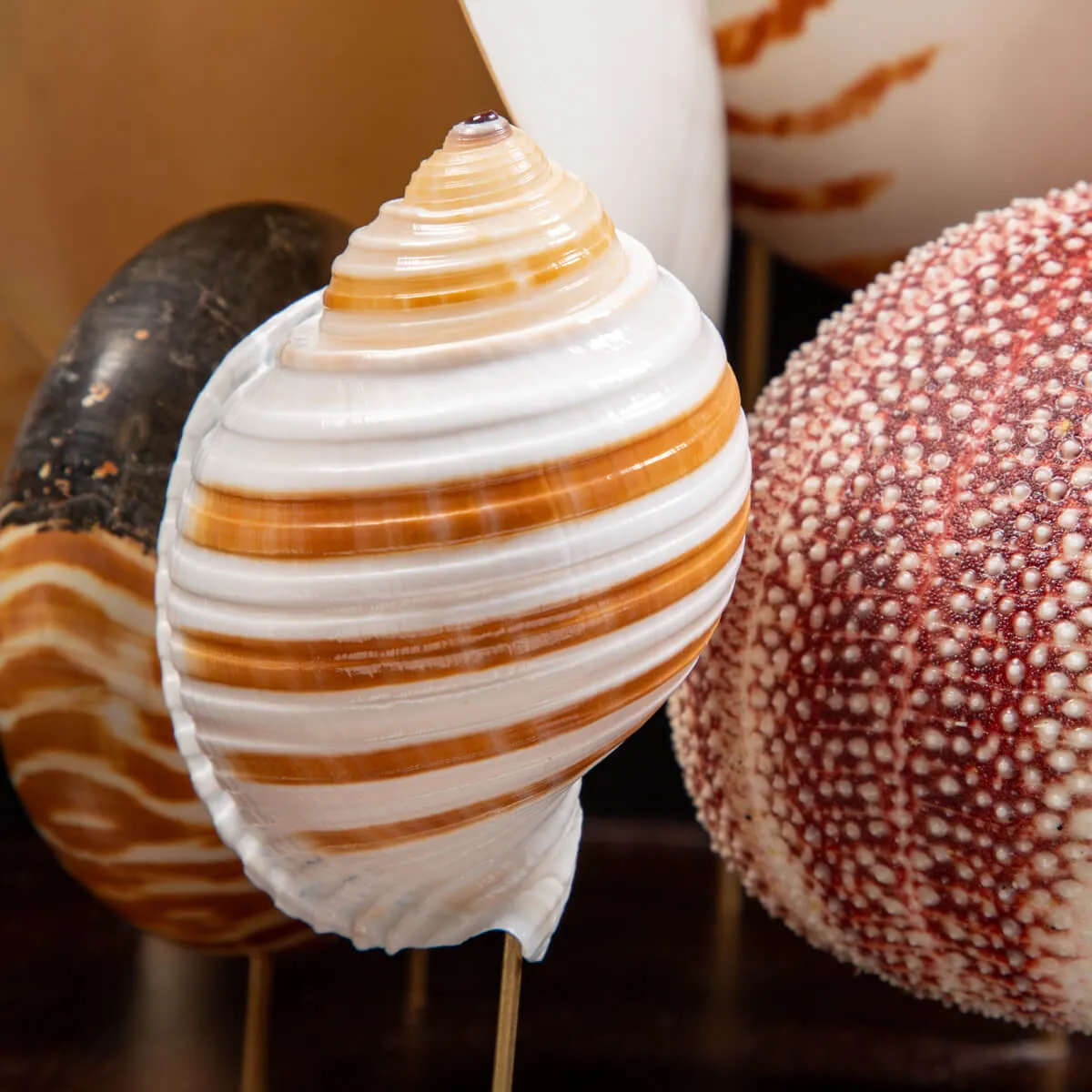 Nautilus e conchiglie da collezione sotto Campana di Vetro