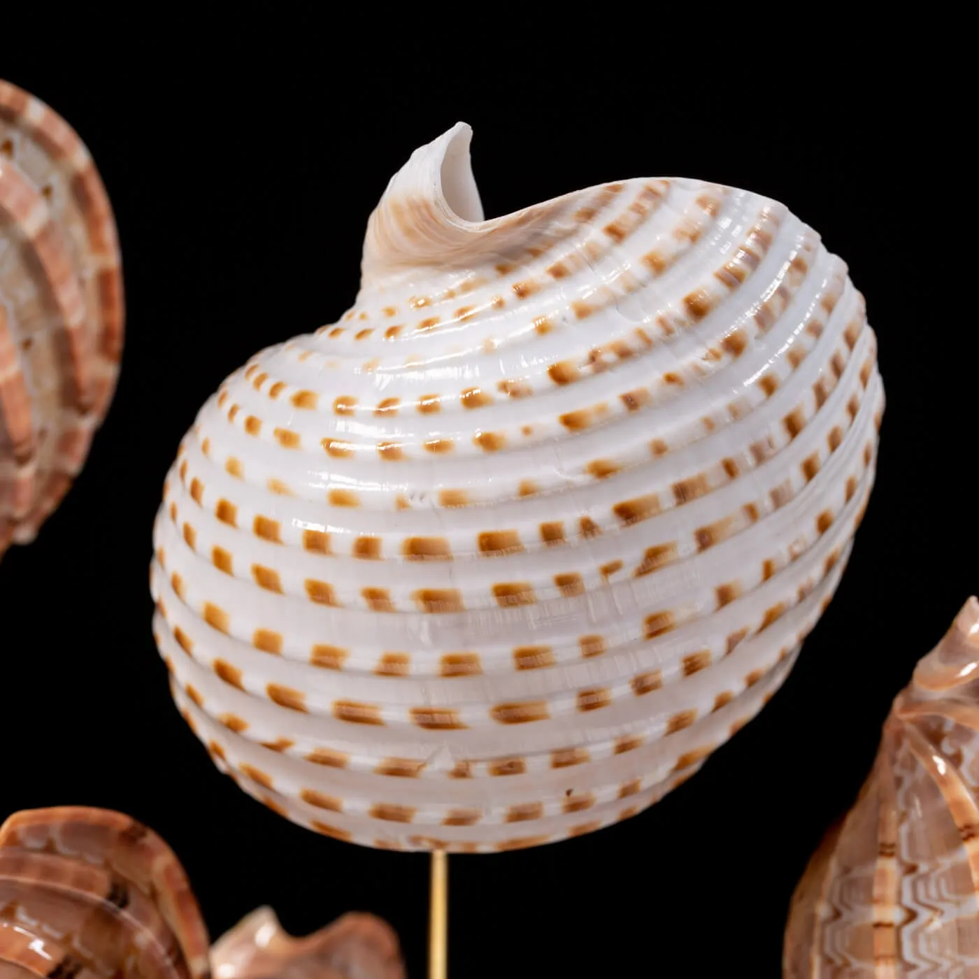 Conchiglie Sotto Campana Di Vetro