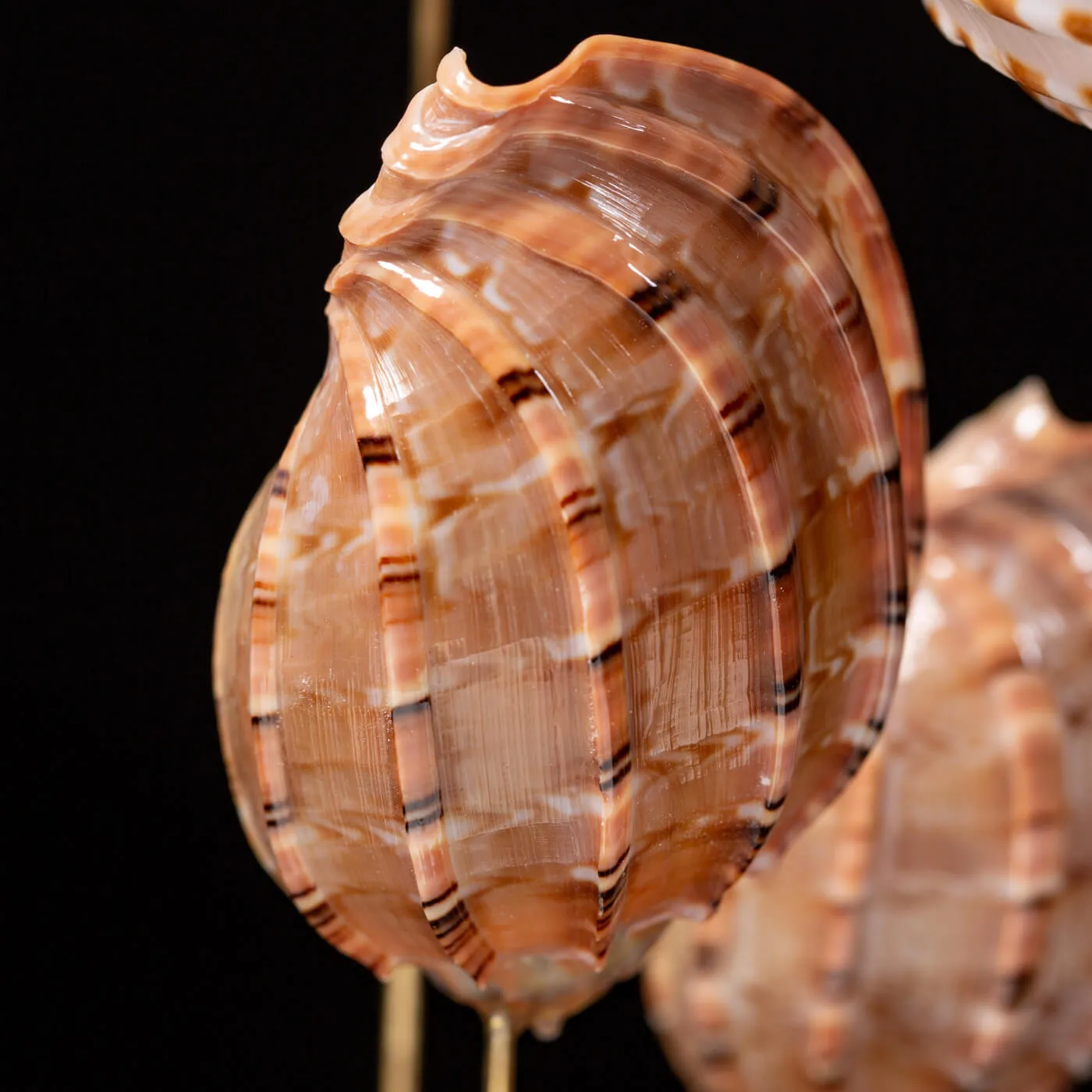 Conchiglie Sotto Campana Di Vetro