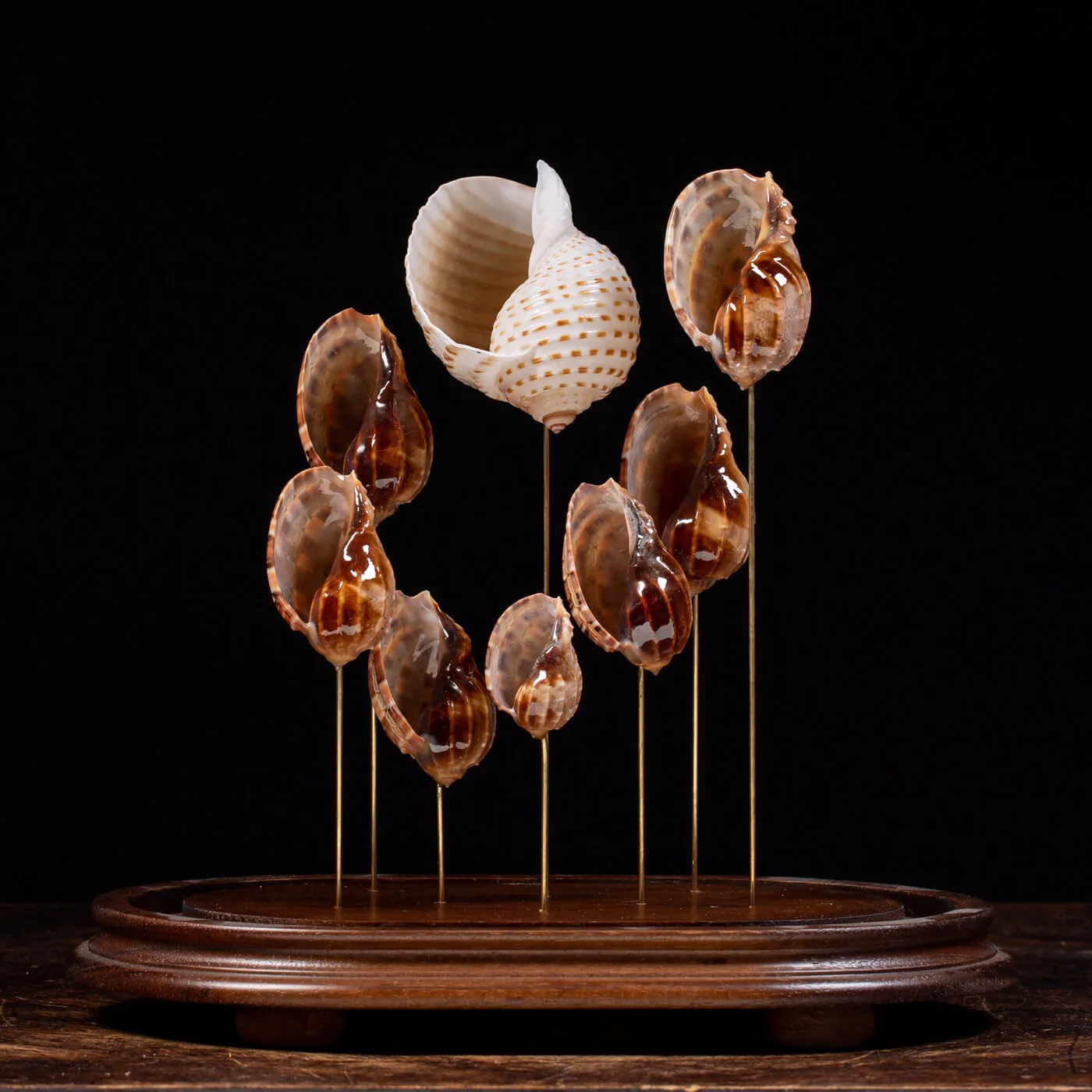 Conchiglie Sotto Campana Di Vetro
