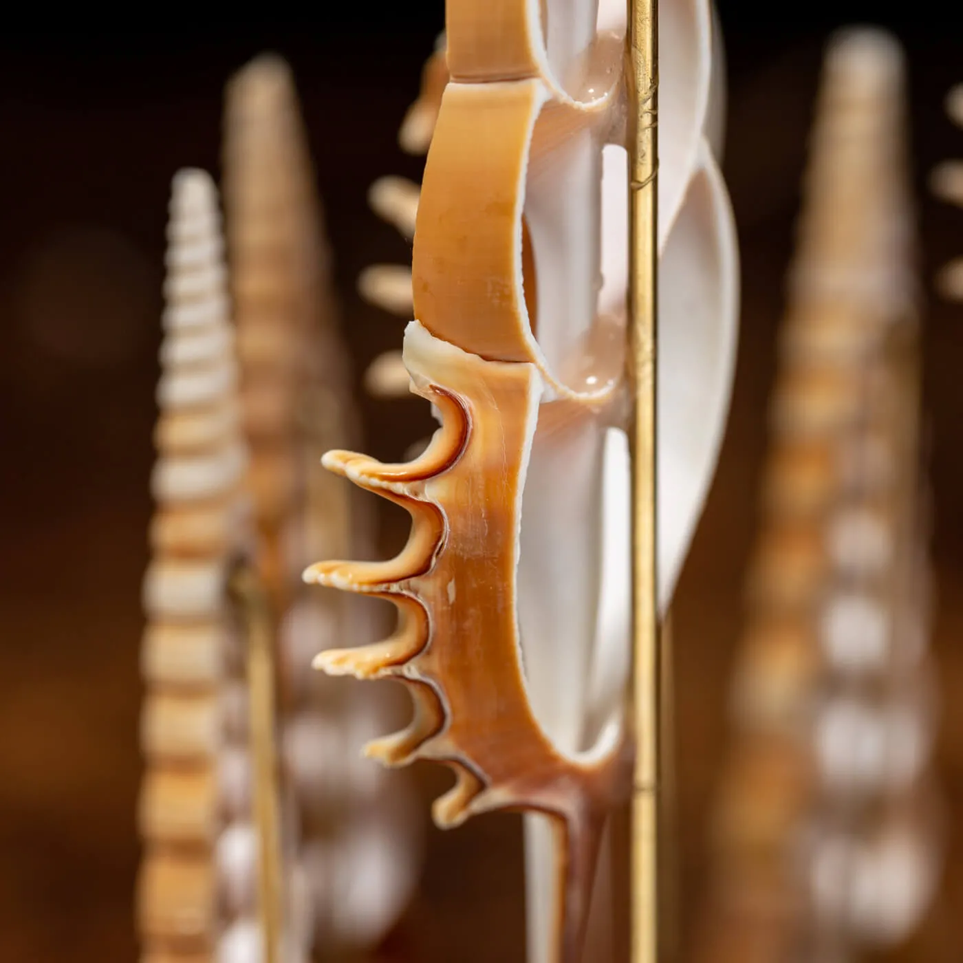 Conchiglie Tibia Fusus sotto Campana di Vetro