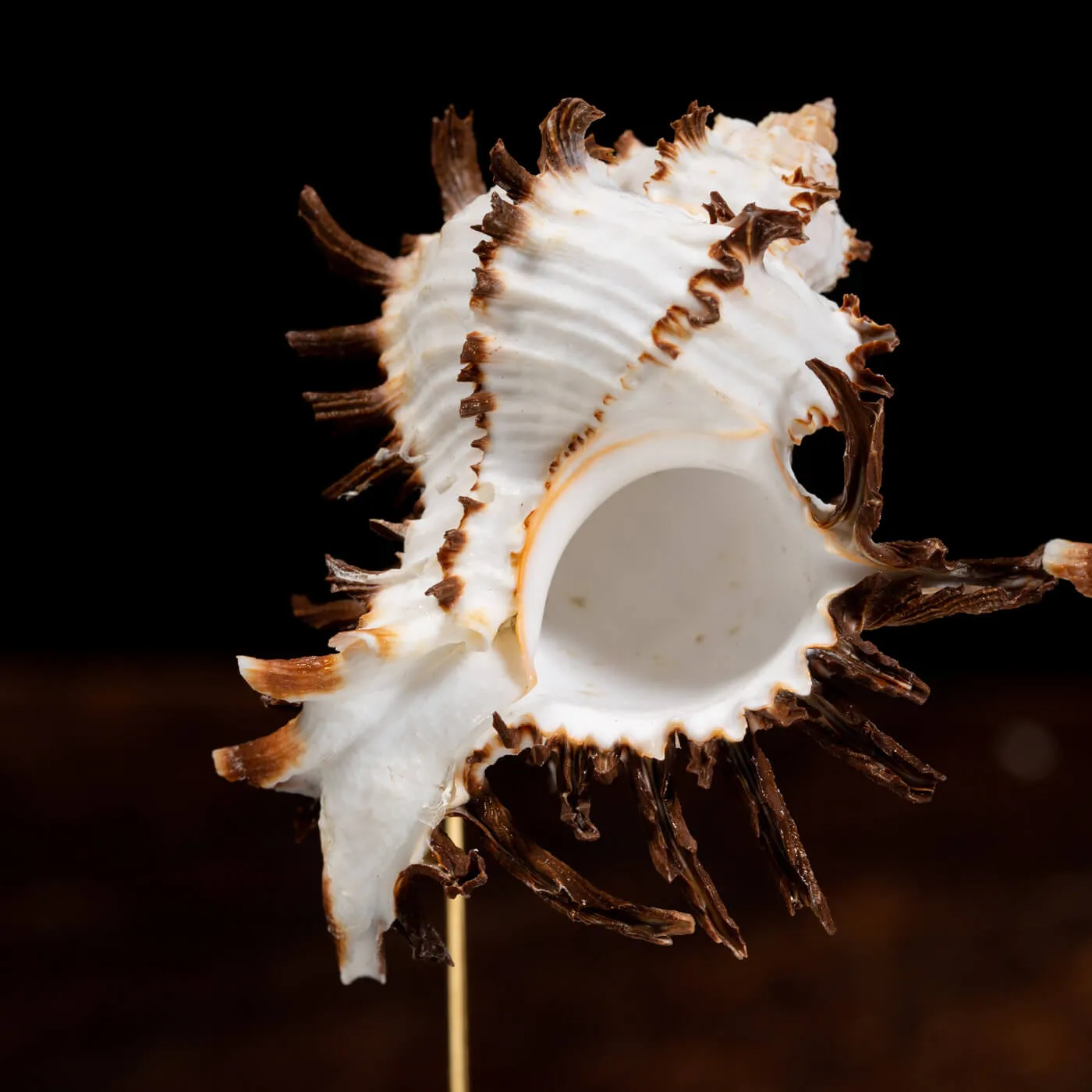 Conchiglie Hexaplex Cichoreum sotto Campana di Vetro