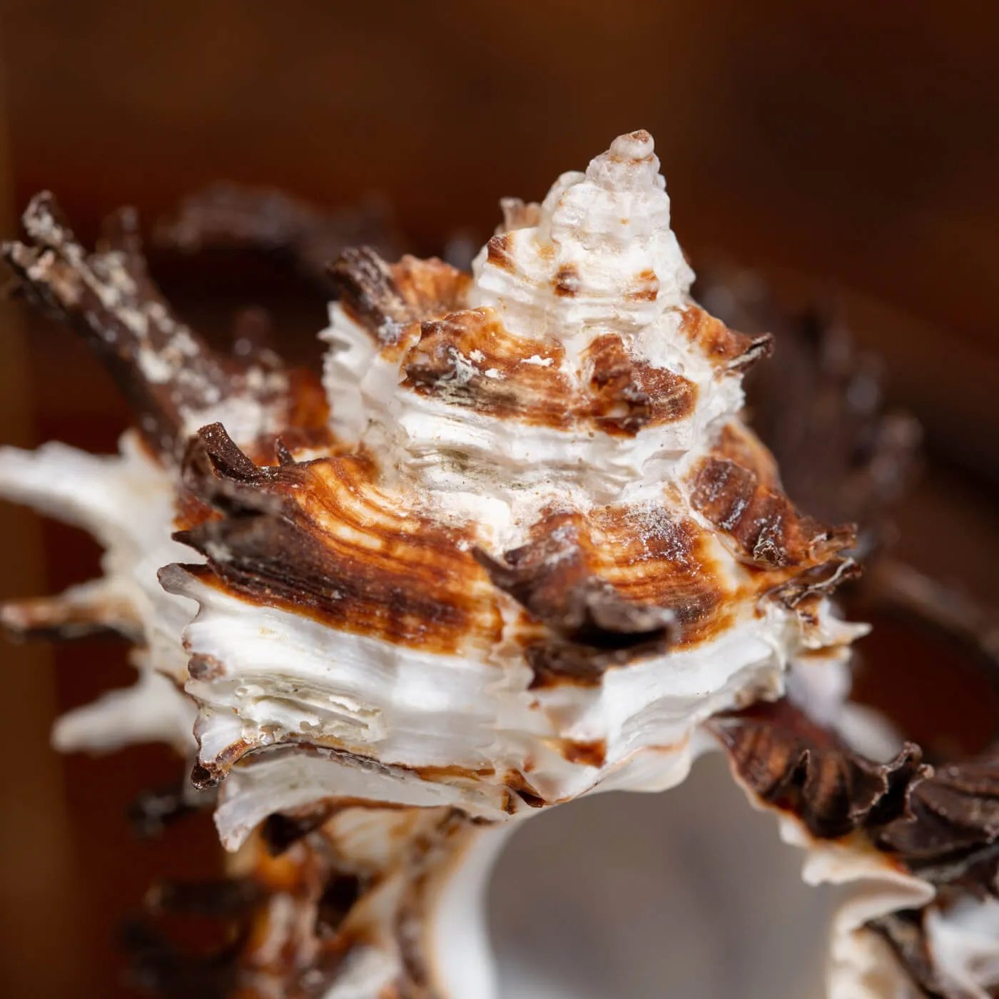 Conchiglie Hexaplex Cichoreum sotto Campana di Vetro