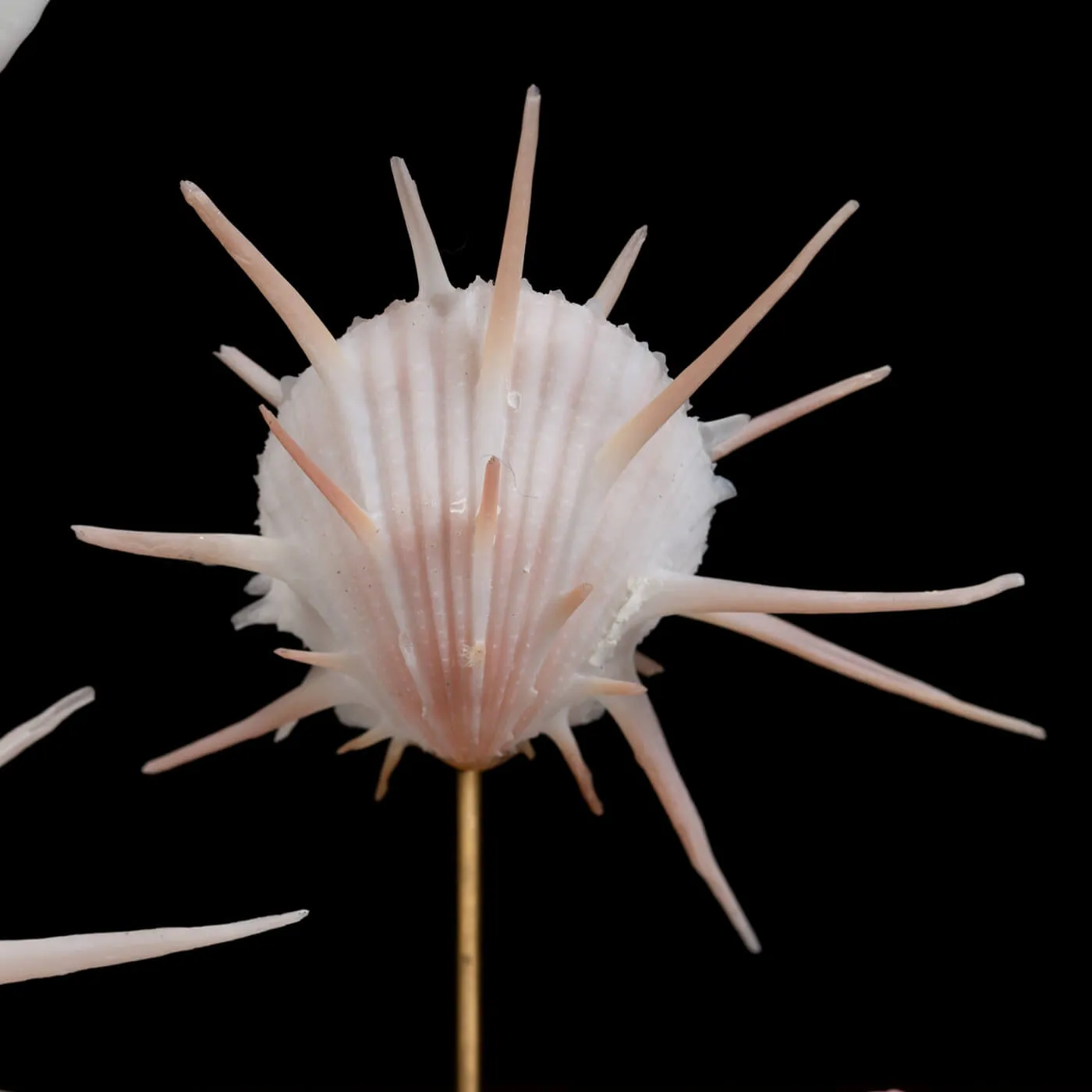 Conchiglie Spondylus Imperialis e Calpurnus Verrucosus sotto Campana di Vetro