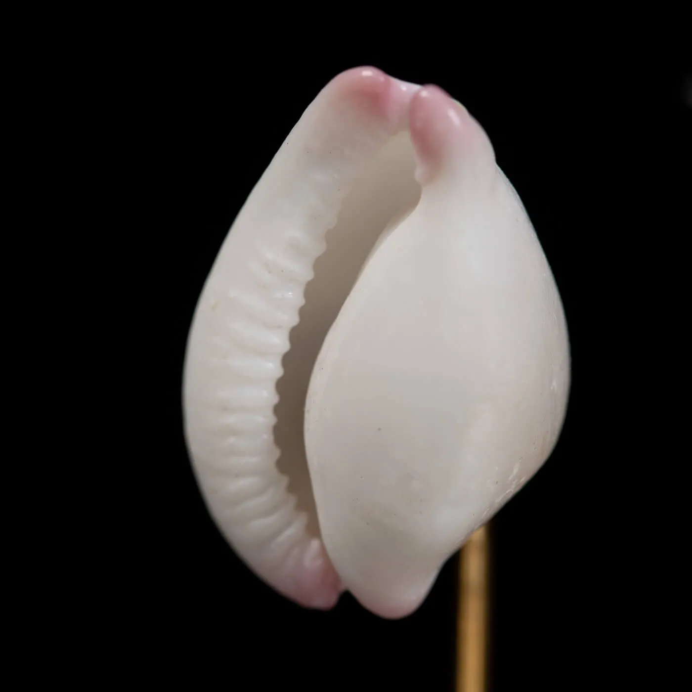 Conchiglie Spondylus Imperialis e Calpurnus Verrucosus sotto Campana di Vetro
