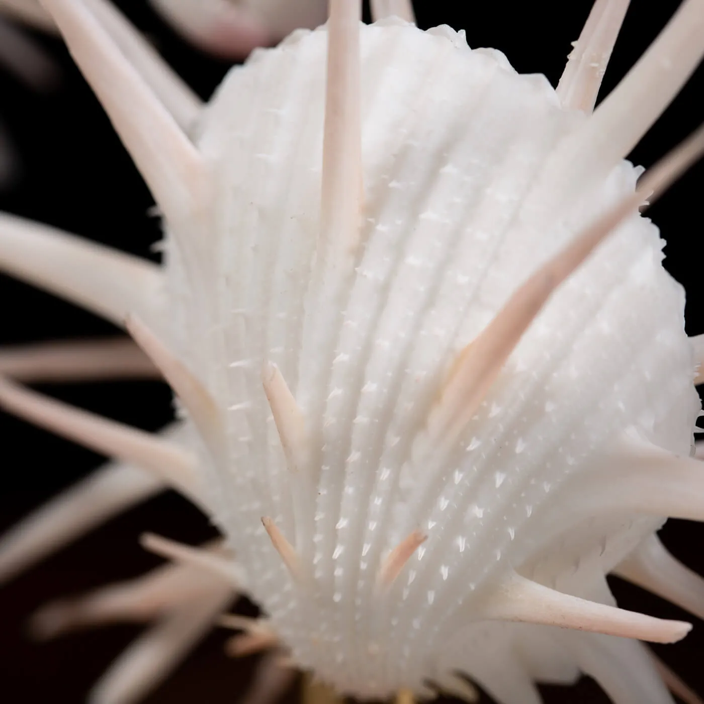 Conchiglie Spondylus Imperialis e Calpurnus Verrucosus sotto Campana di Vetro