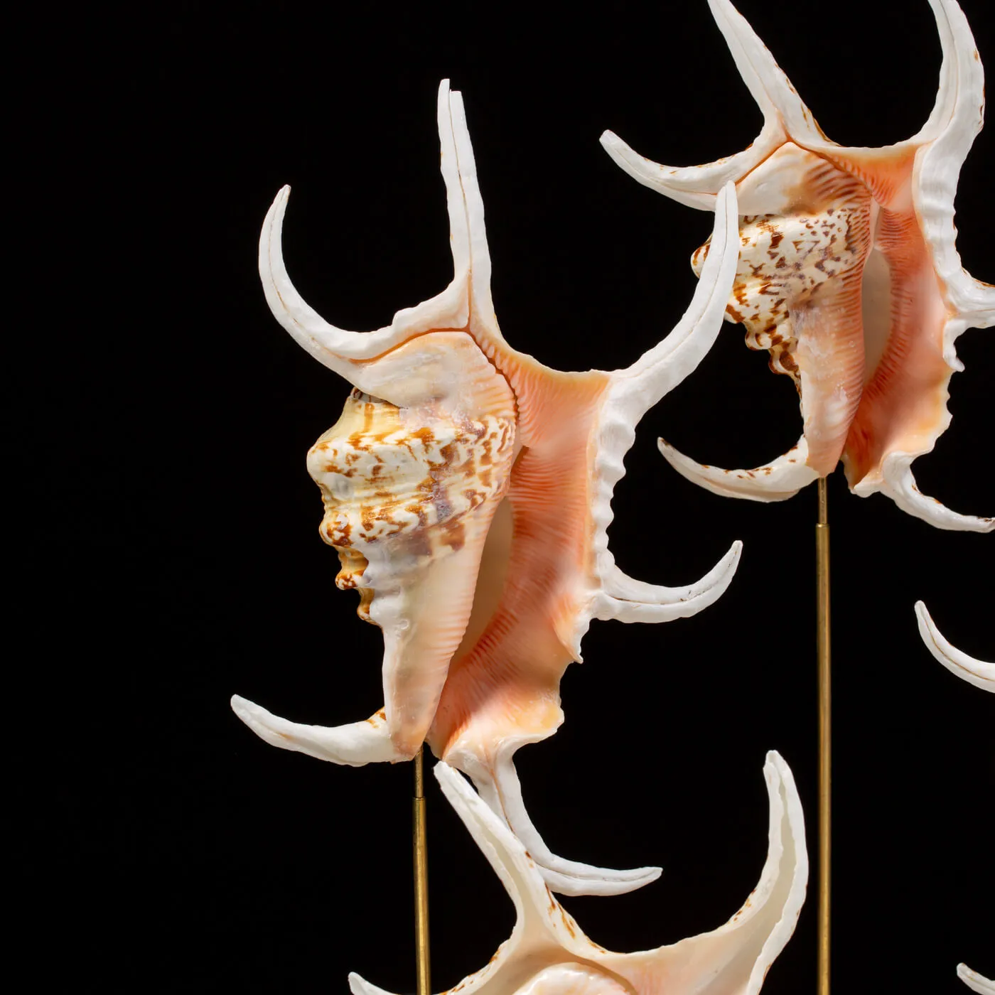 Conchiglie Lambis Chiragra sotto Campana di Vetro