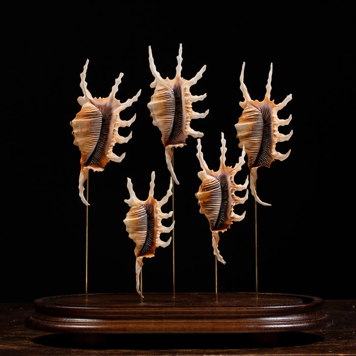 Conchiglie Lambis Scorpius sotto Campana di Vetro