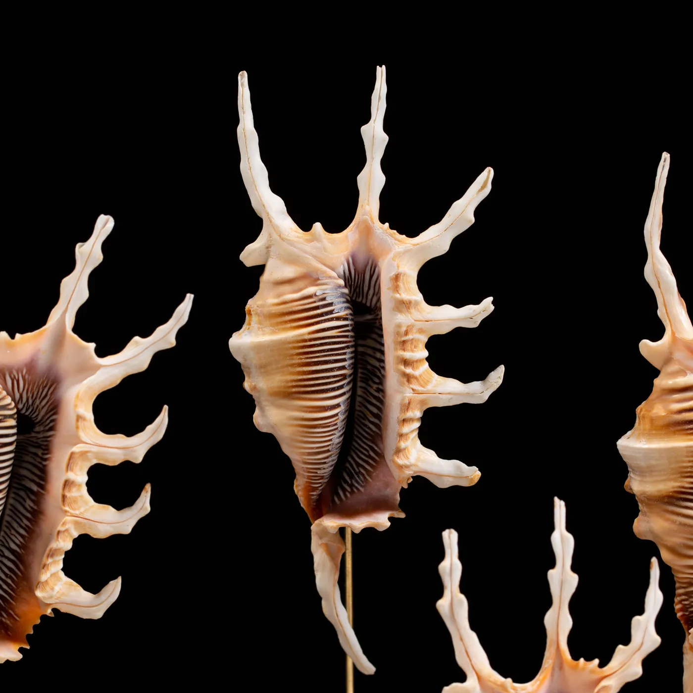 Conchiglie Lambis Scorpius sotto Campana di Vetro