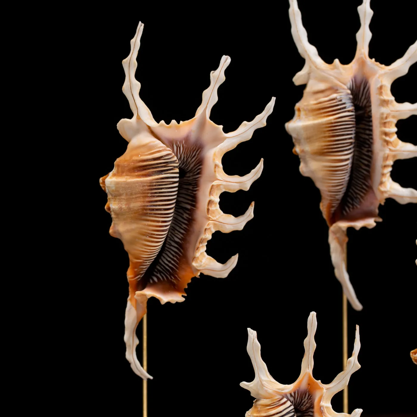 Conchiglie Lambis Scorpius sotto Campana di Vetro