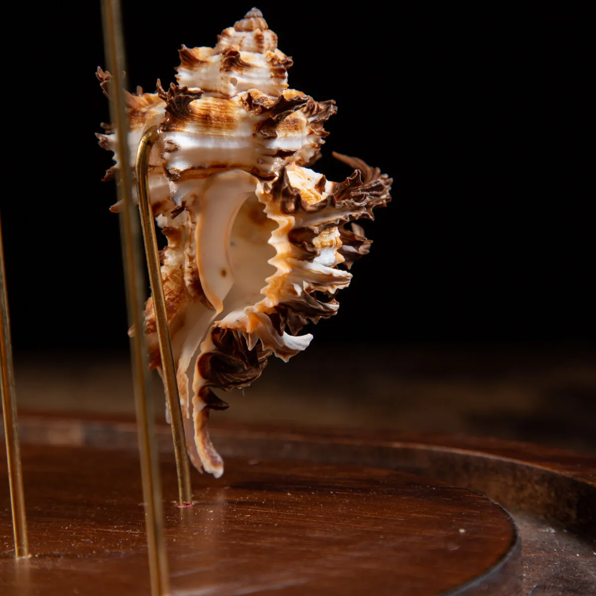 Conchiglie Hexaplex Cichoreum sotto Campana di Vetro
